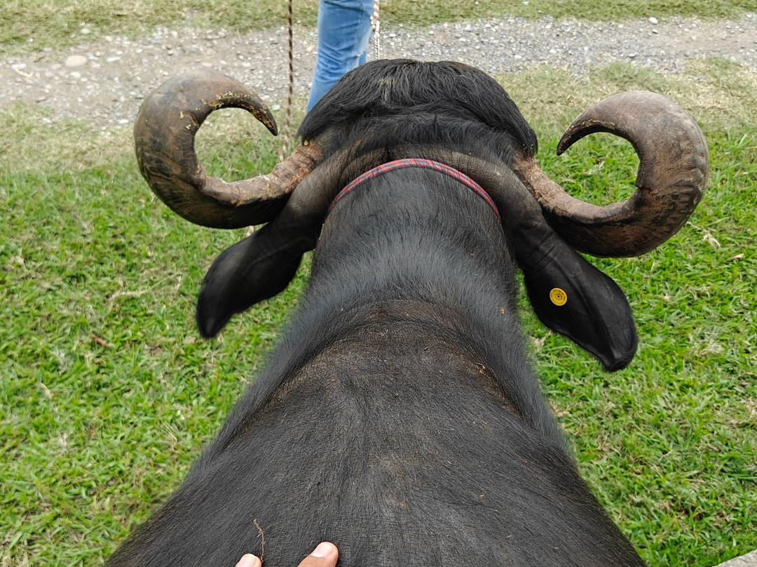 Granja Animalia景点图片