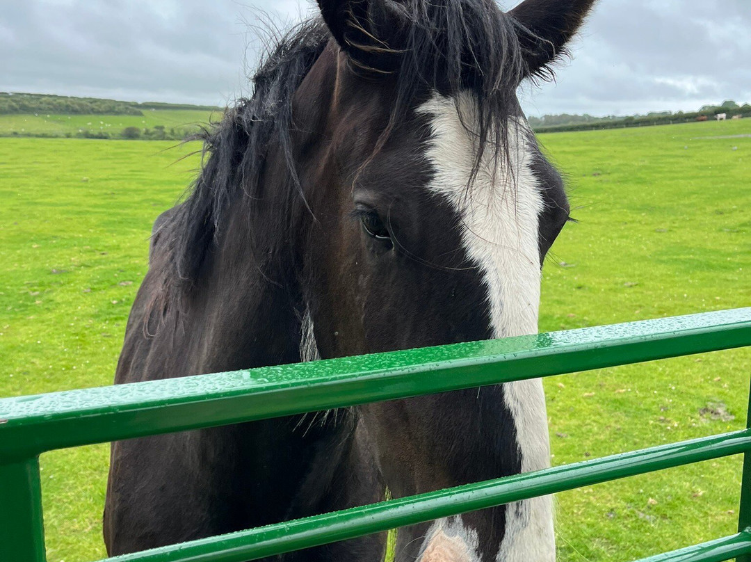 Foel Farm Park-Brynsiencyn必去景点