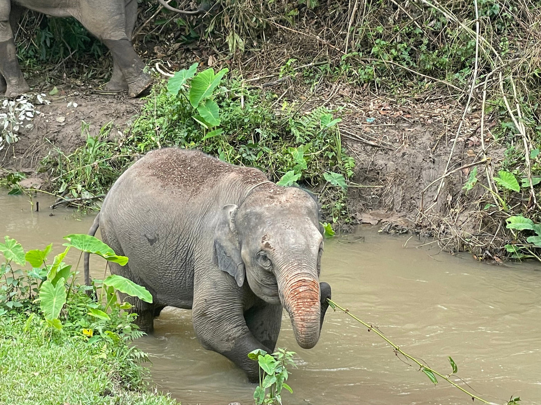 Blue Daily Elephant Care Sanctuary景点图片