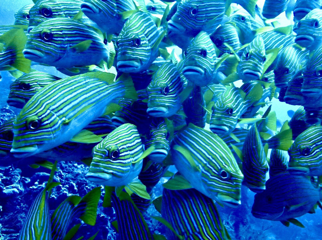 Olin Dive Center-Waisai必去景点