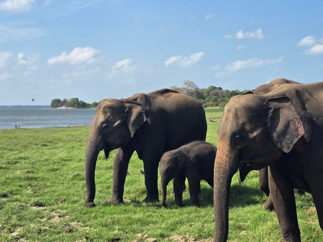 LK Travels & Tours SRI LANKA-卡尔库达必去景点