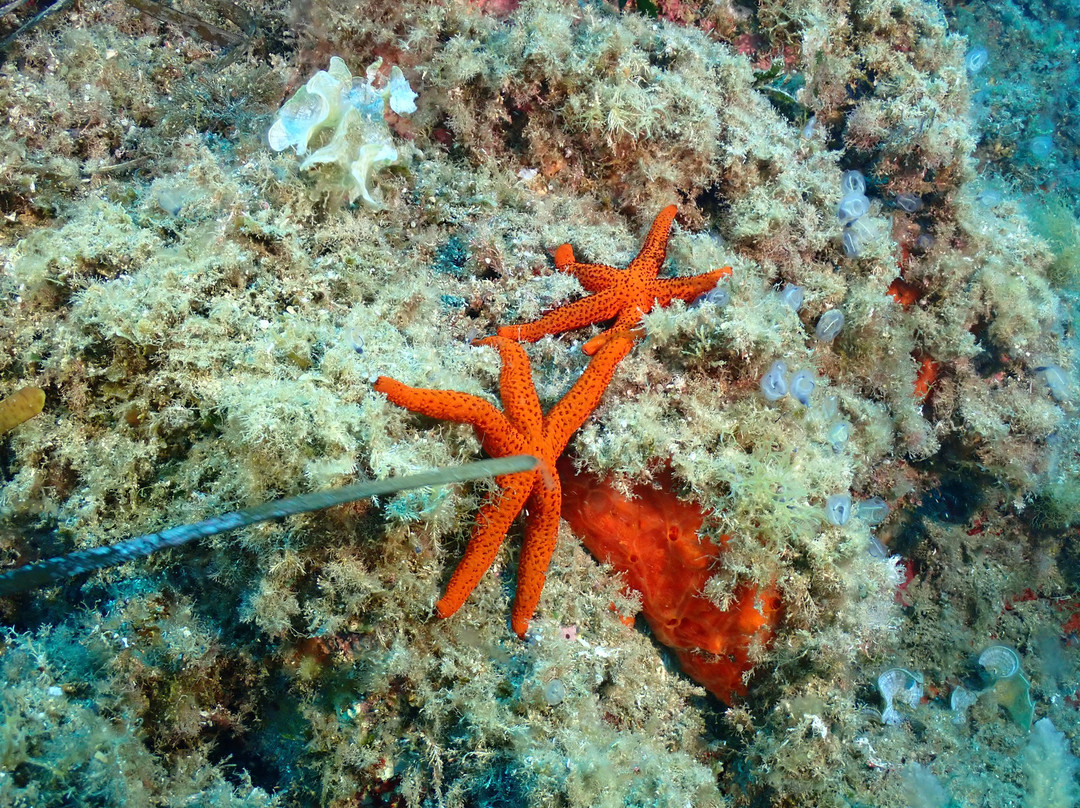 Buceo Mojacar-莫哈卡尔必去景点