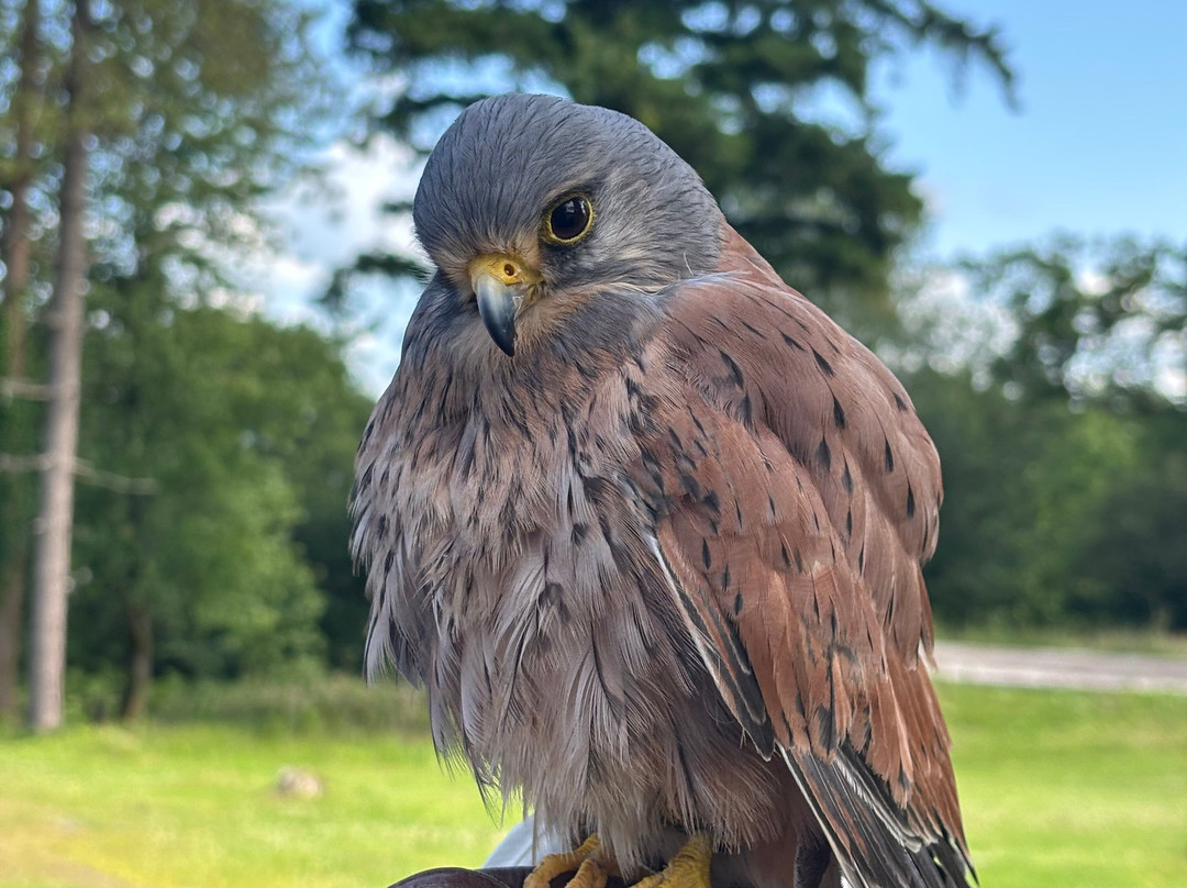 Carmarthenshire Falconry-喀麦登必去景点