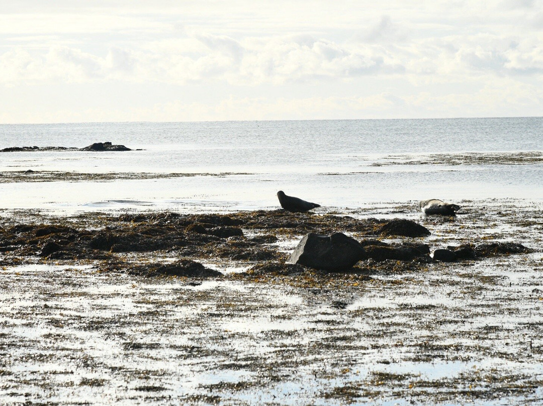Ytri Tunga Beach-布迪尔必去景点