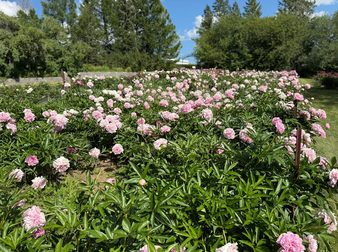 Georgeson Botanical Garden-费尔班克斯必去景点