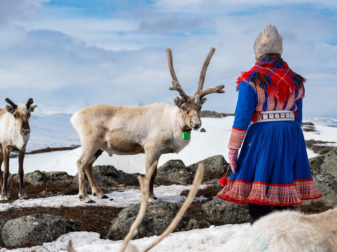 Up North Sámi Adventures