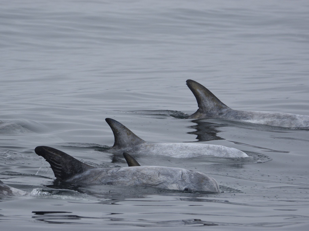 蒙特雷湾观鲸之旅-蒙特雷必去景点