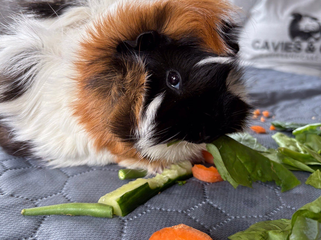 Cavies & Cake-Fakenham必去景点