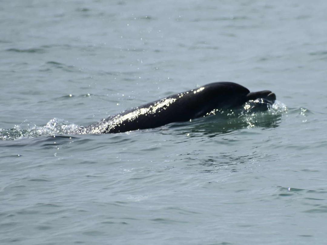 Barmouth Boat Trips-Barmouth必去景点