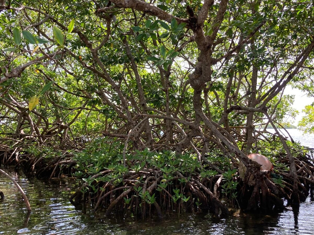 Mangrov Eco Tour-Sainte Rose必去景点