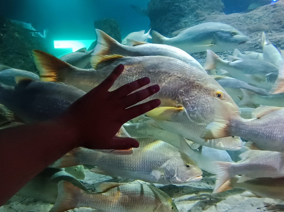 Acuario Michin Puebla-普埃布拉必去景点