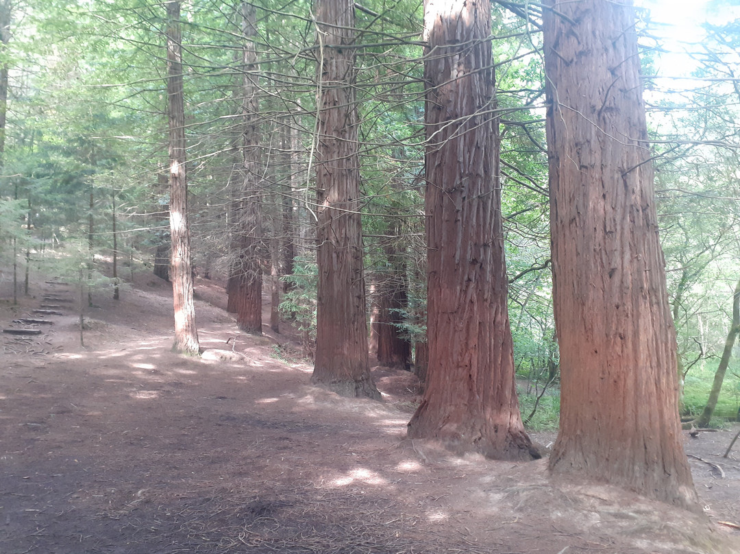 Redwood Forest