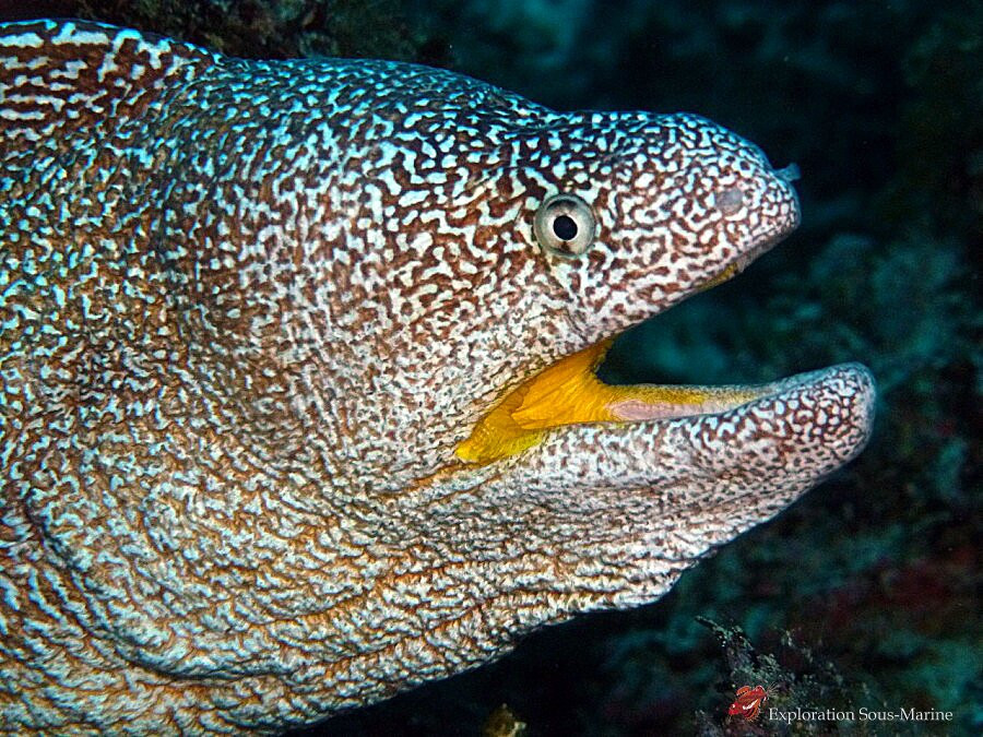 Exploration Sous-Marine-弗力克昂弗雷克必去景点