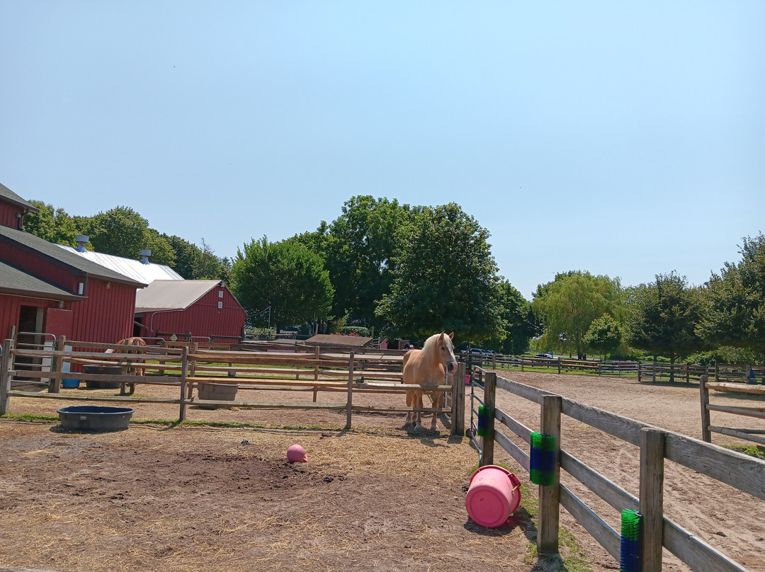 Spirit’s Promise Equine Rescue-Riverhead必去景点