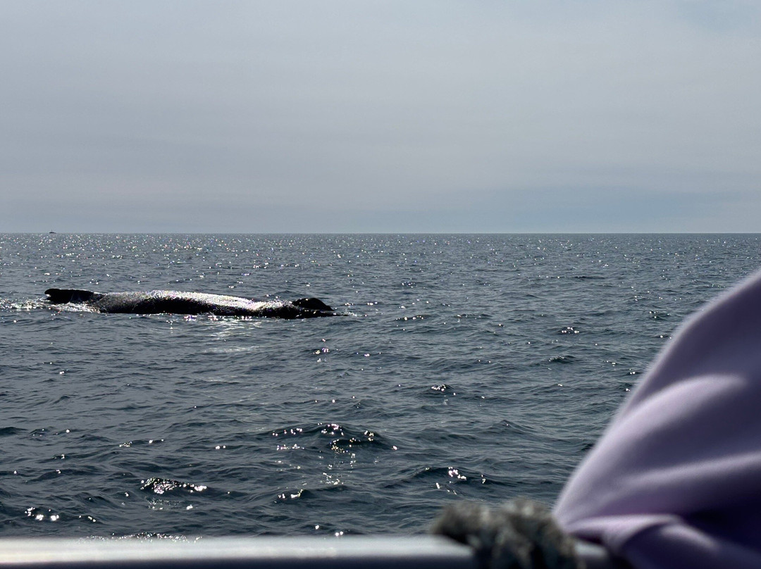 Adventure Bay Whale Watch Co.-Tiverton必去景点