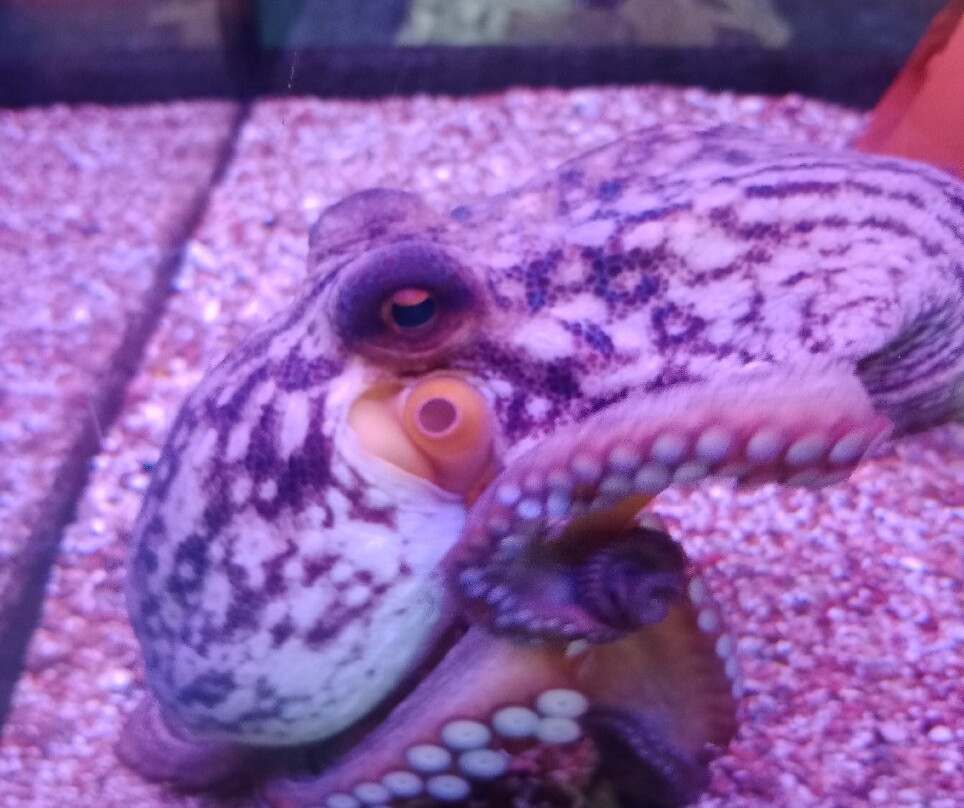 Aquarium Boka-科托尔必去景点