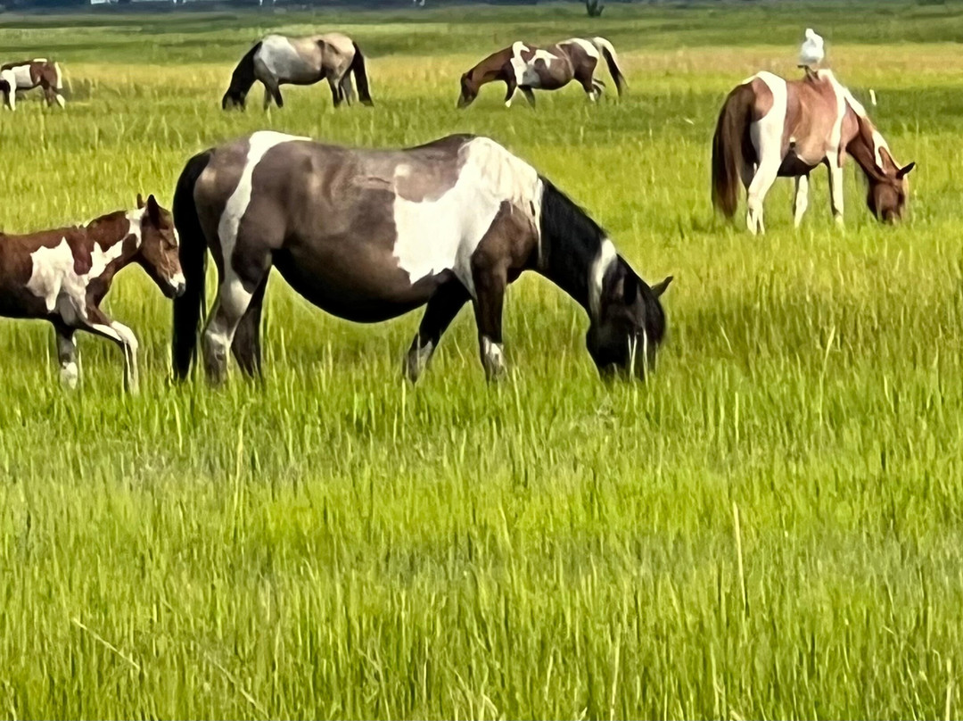 Saltwater Pony Tours-钦科蒂格岛必去景点