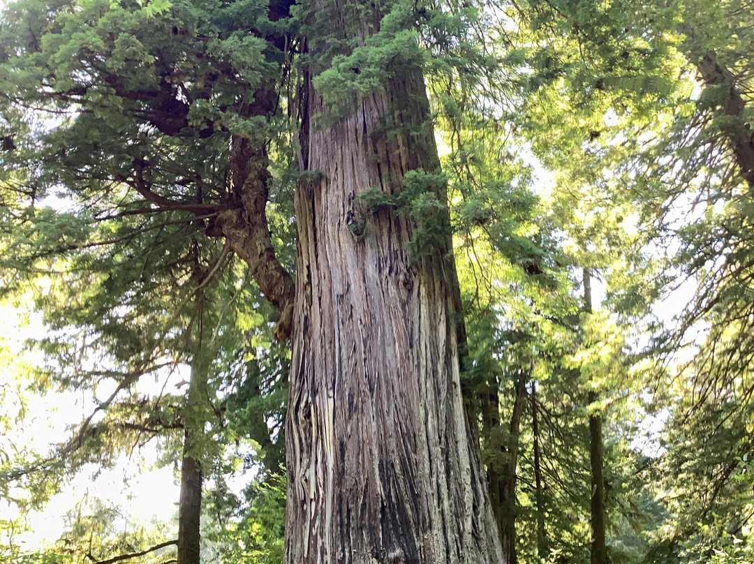 红杉树国家公园-红木国家公园必去景点