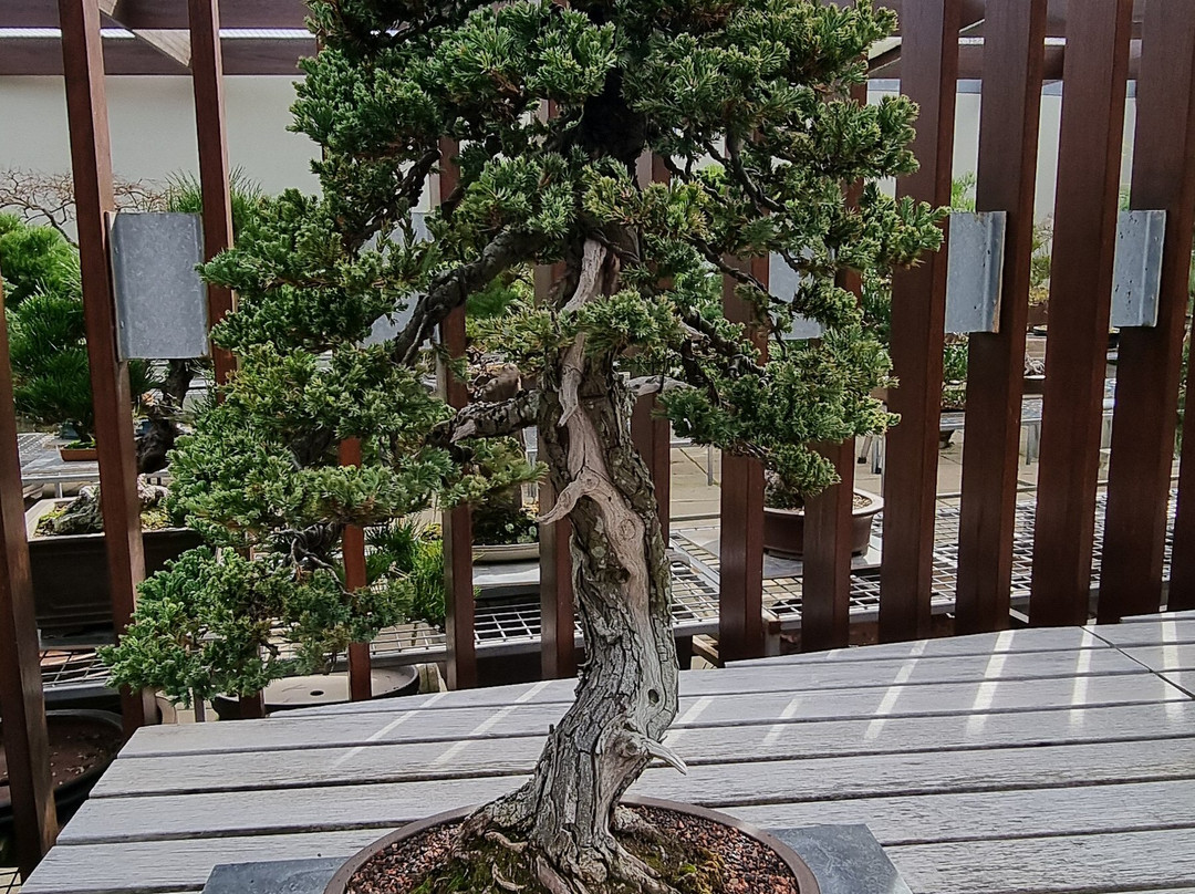 National Bonsai & Penjing Collection-Molonglo Valley必去景点