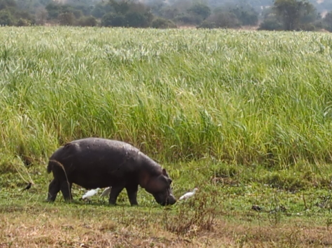 Pamoja Safaris-恩德培必去景点