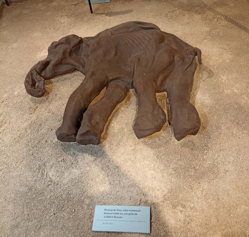 Aven Grotte Forestière-Orgnac-l'Aven必去景点