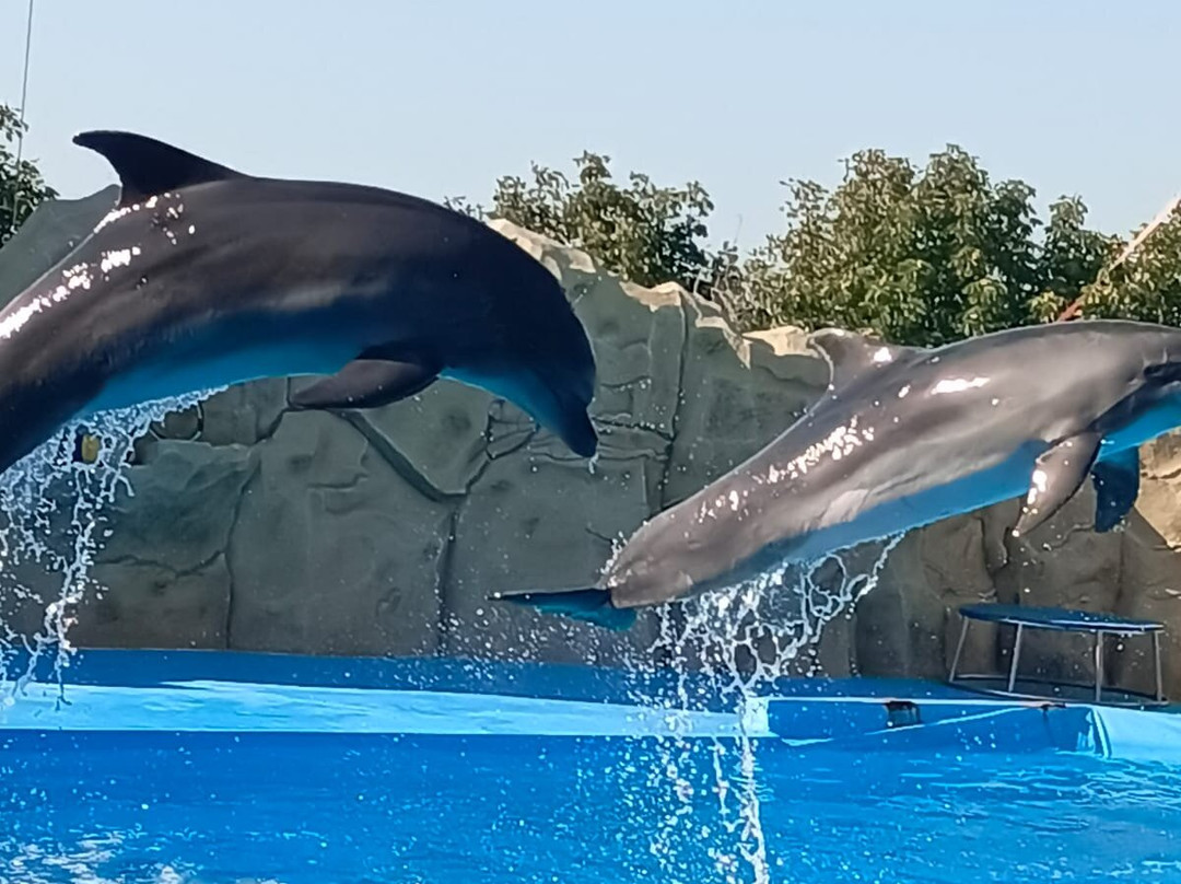 Dolphinarium-Yeysk必去景点