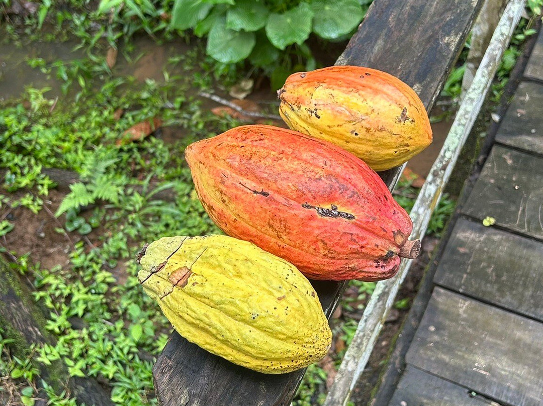 Cacao Trails Culture Tour-Hone Creek必去景点