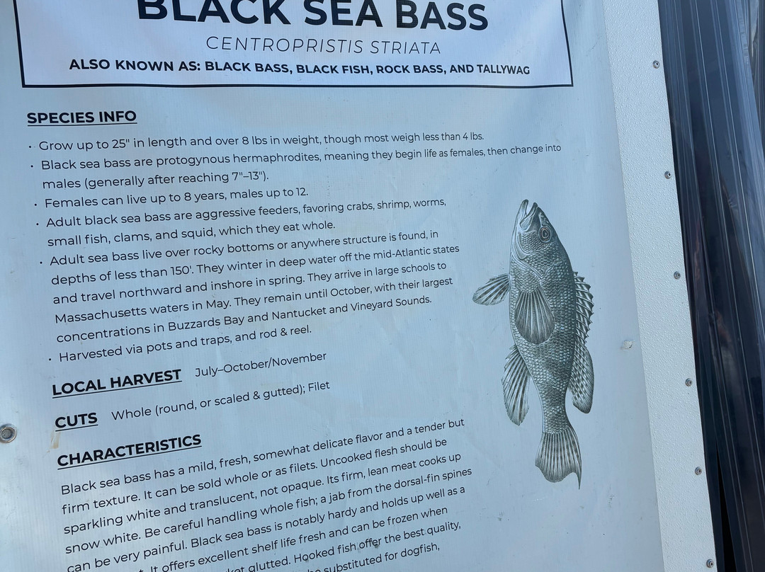 Seastreak Ferry- New Bedford-新贝德福德必去景点