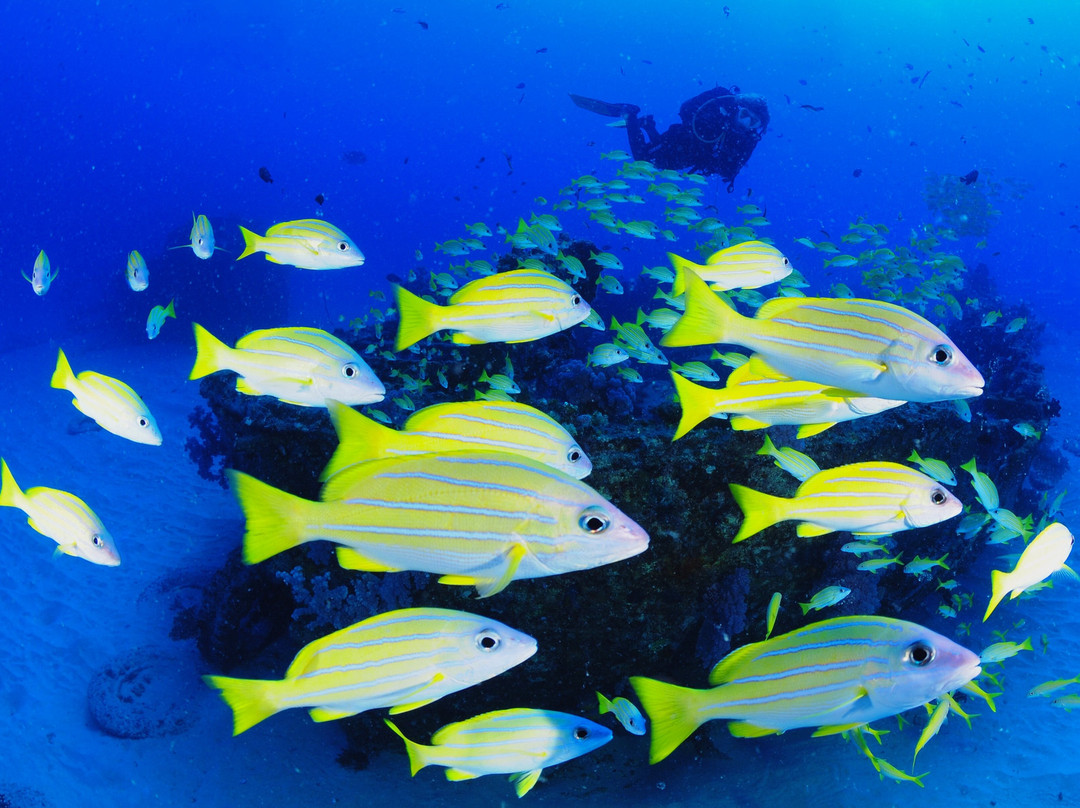 Diving World-大湾必去景点