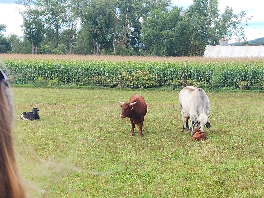 Hidden Valley Animal Adventure-Varysburg必去景点