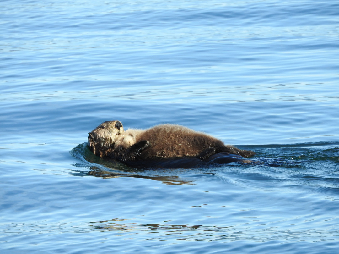 Coldwater Alaska-荷马必去景点