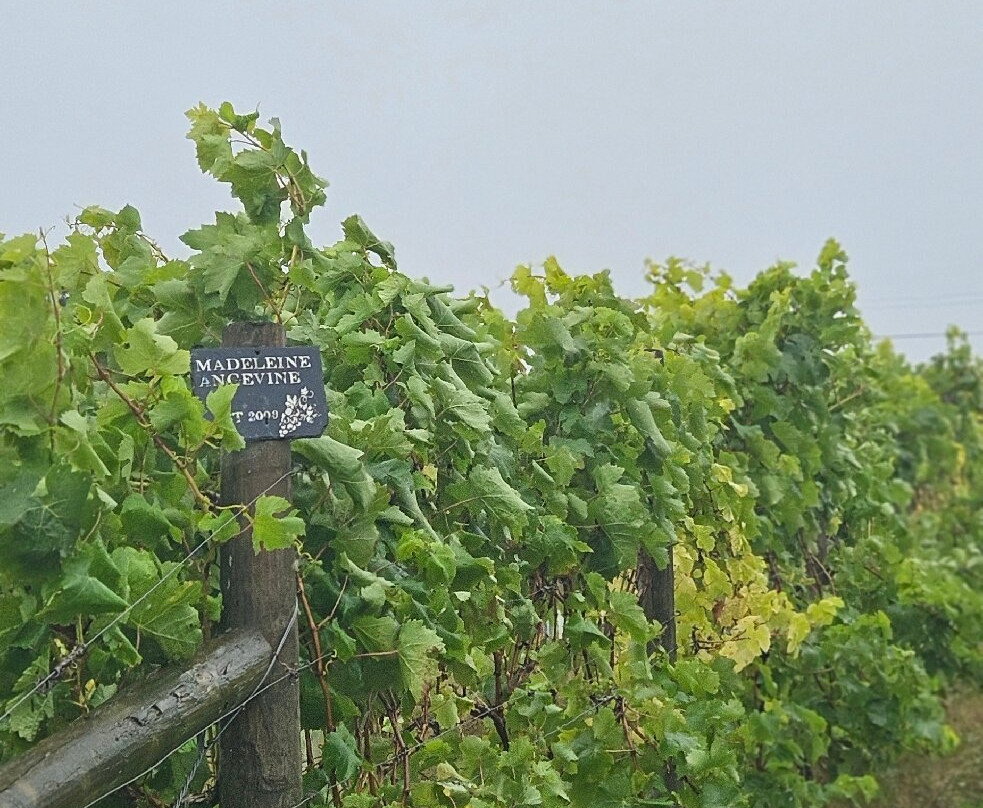 Alder Vineyard-Lewdown必去景点