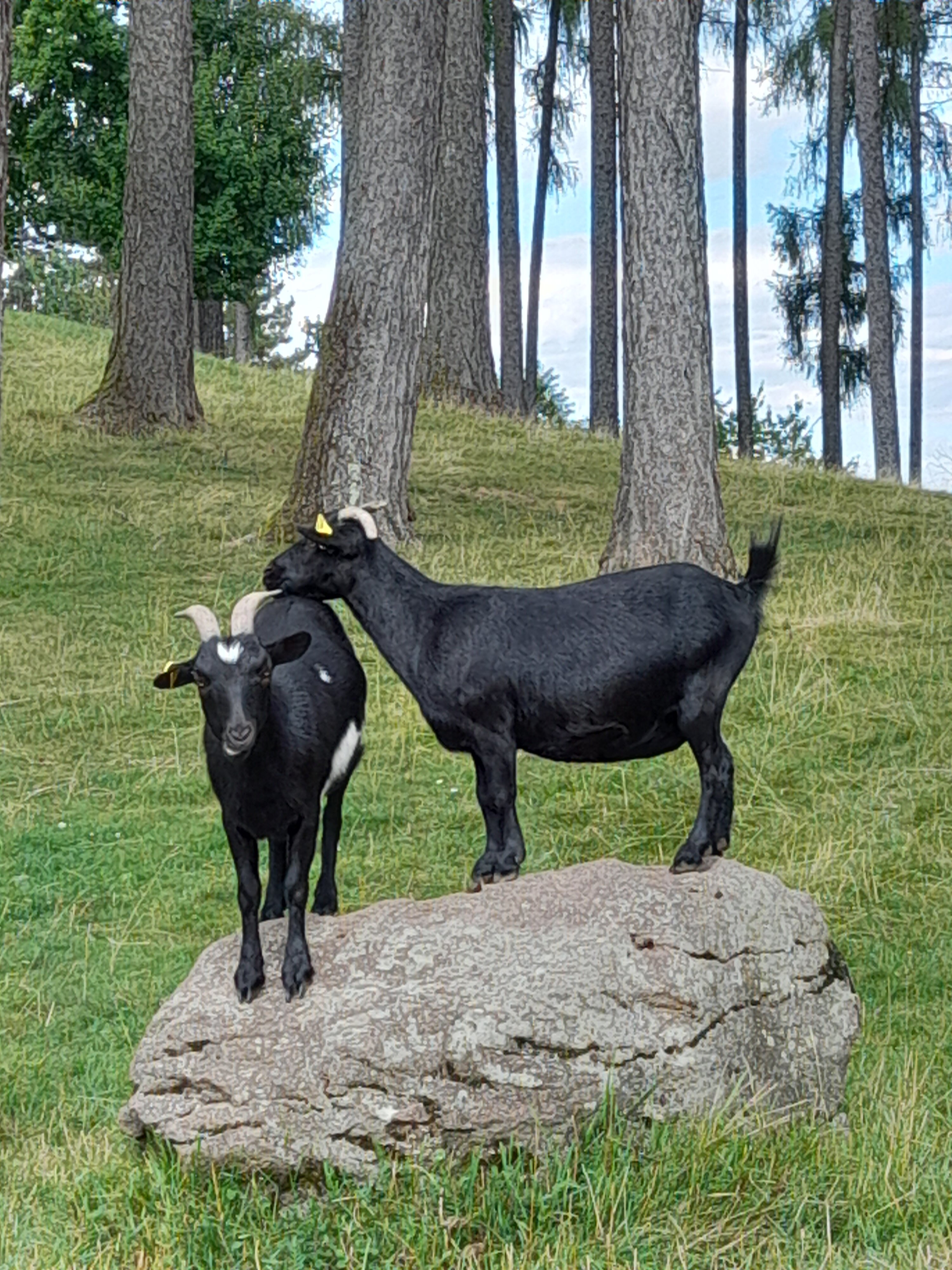 蒙大拿酒店-官方