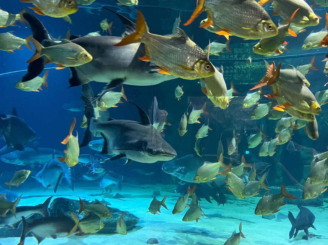 Angkor Wildlife & Aquarium-暹粒必去景点