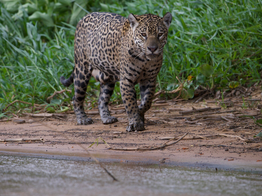 Wildlife Pantanal Tours-Cuiaba必去景点
