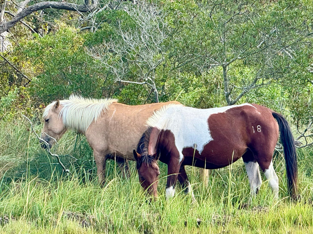 Cowboy Cruise Company-Chincoteague必去景点