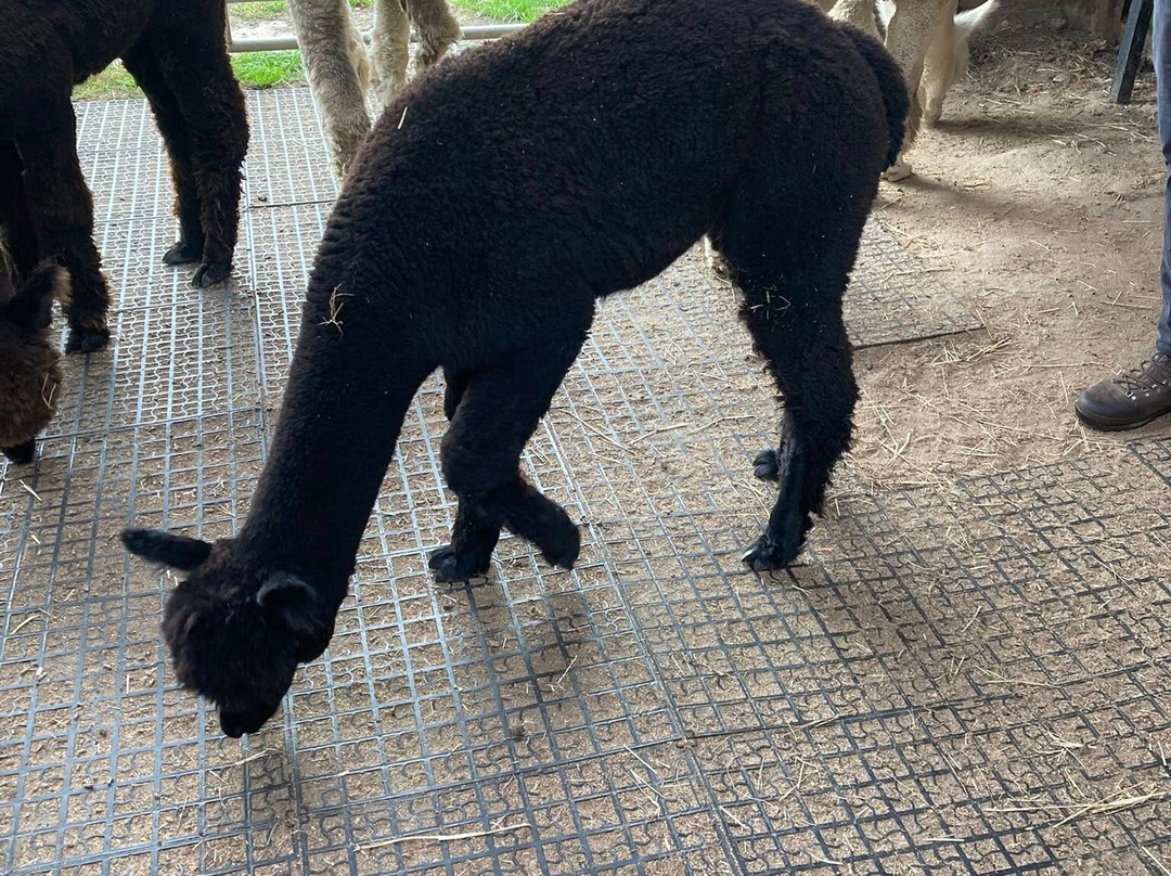 Natterjack Alpacas-Ormskirk必去景点
