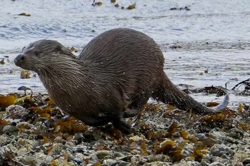 Mull Wildlife Breaks-Salen必去景点