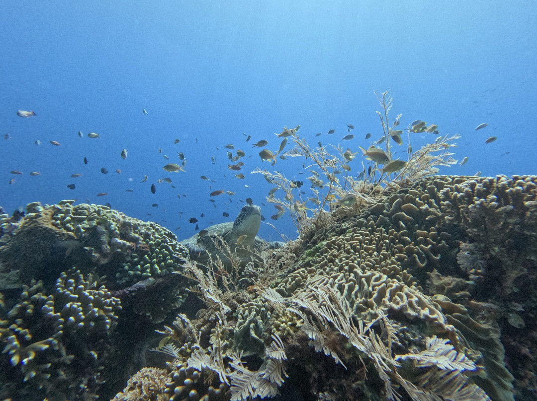 Pesona Nidera-Labuan Bajo必去景点