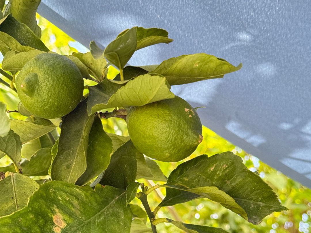 Iliana Malihin Wines-Melambes必去景点