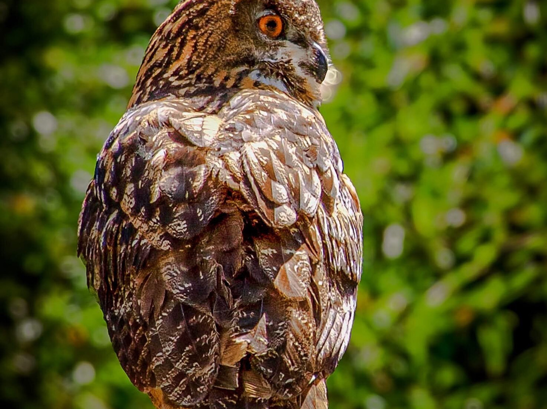 The Greenbrier Falconry-White Sulphur Springs必去景点