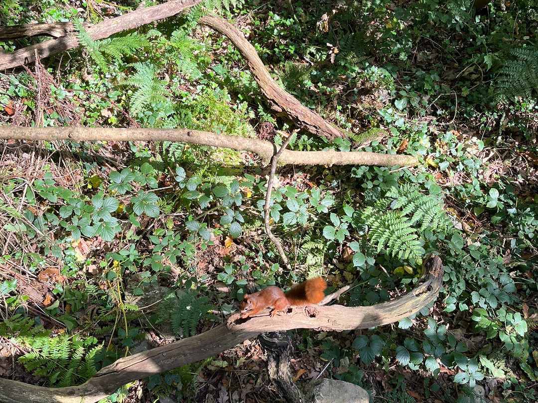 The Dingle (Nant y Pandy) Nature Reserve-Llangefni必去景点
