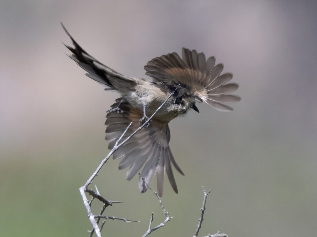 Parque La Giganta-Panquehue必去景点