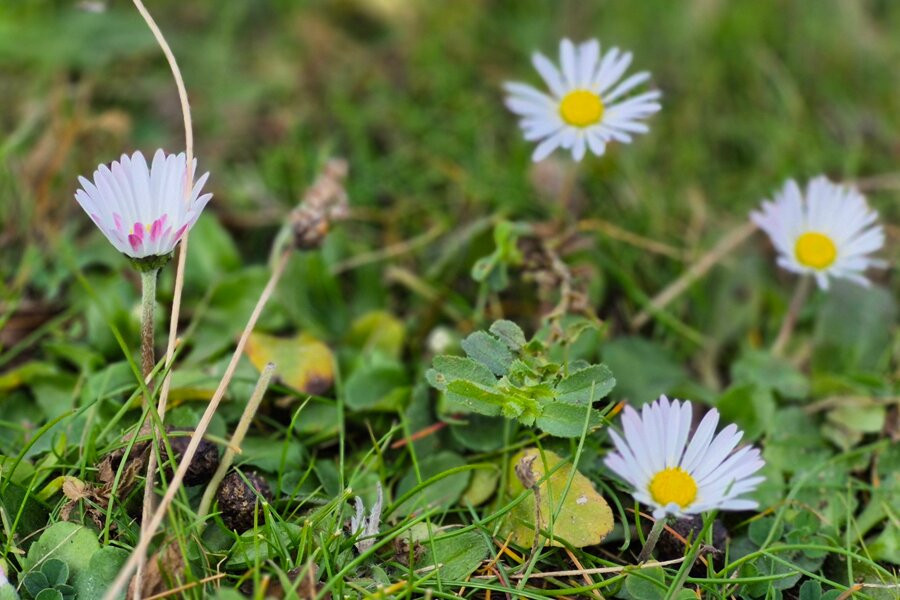 Landguard Nature Reserve-费力克斯托必去景点
