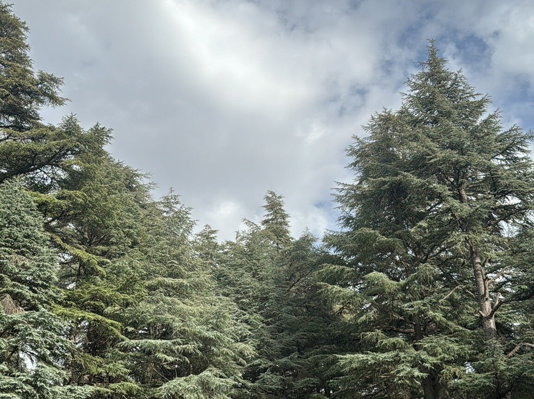 Saleh Boudaoud Official Guide-Azrou必去景点