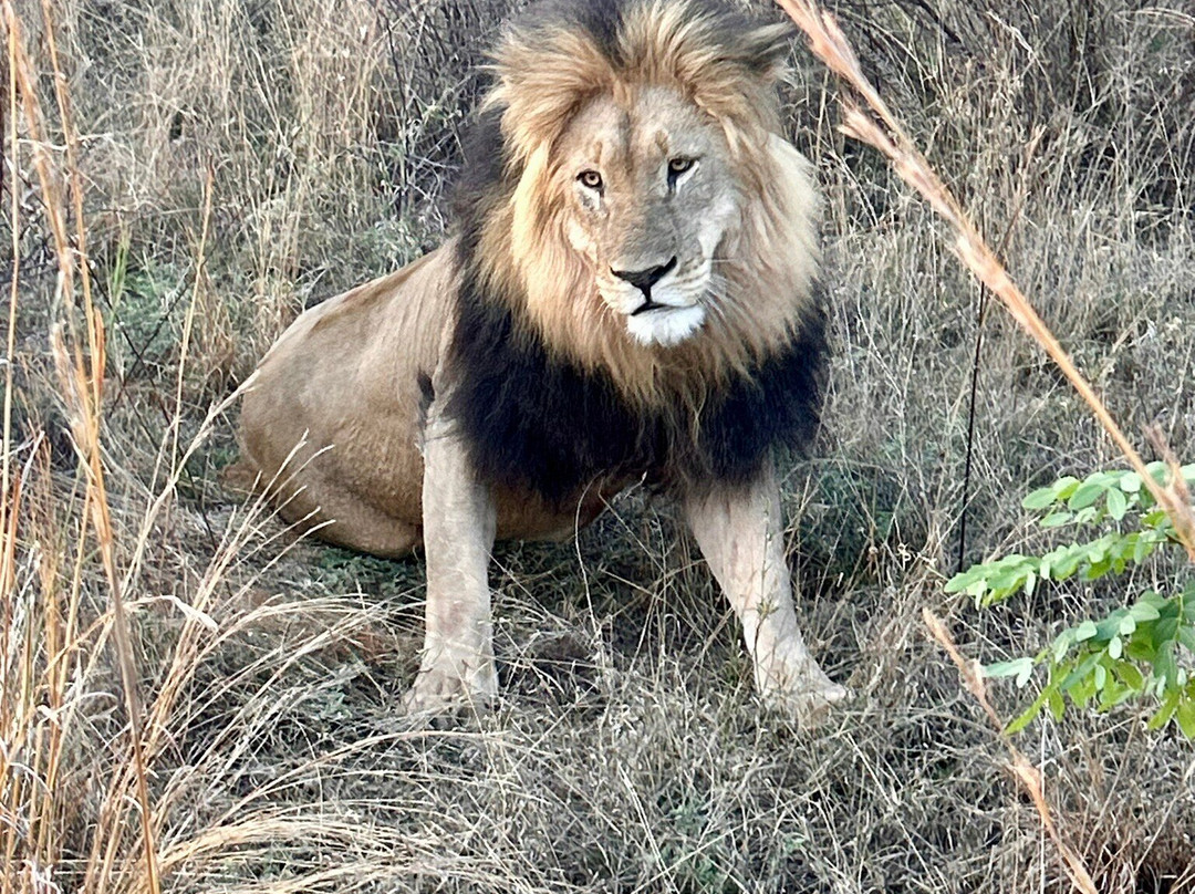Loisico Tours and Excursions-Bloubergstrand必去景点