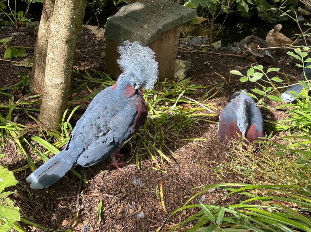 Parc Des Oiseaux-Villars-les-Dombes必去景点