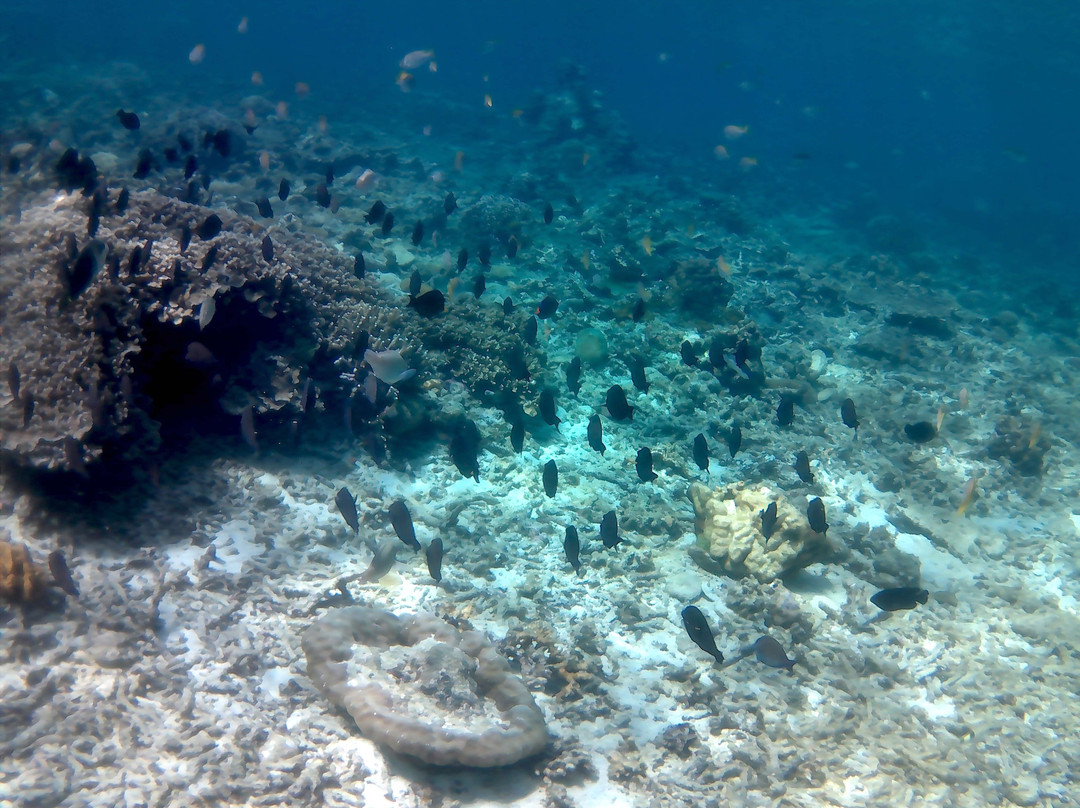 Simizu Island-爱妮岛必去景点