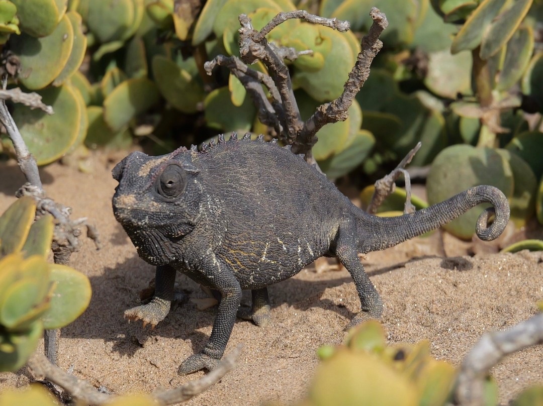 Living Desert Adventures Discover the Little 5-斯瓦科普蒙德必去景点