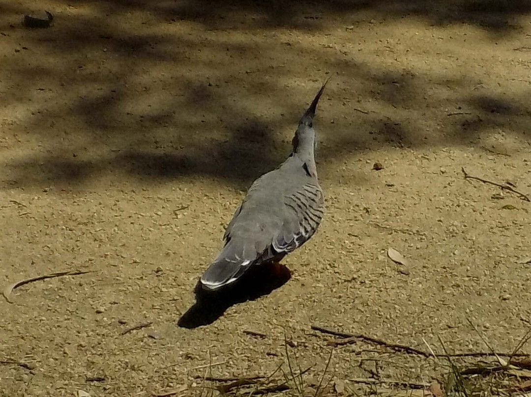 Mentone Racecourse reserve-Mentone必去景点